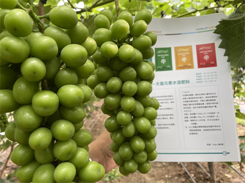 陽(yáng)光玫瑰葡萄,水溶肥,伯示麥