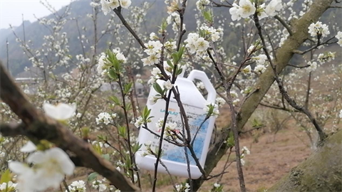 水溶肥廠家,蜂糖李種植,拉姆拉特種肥